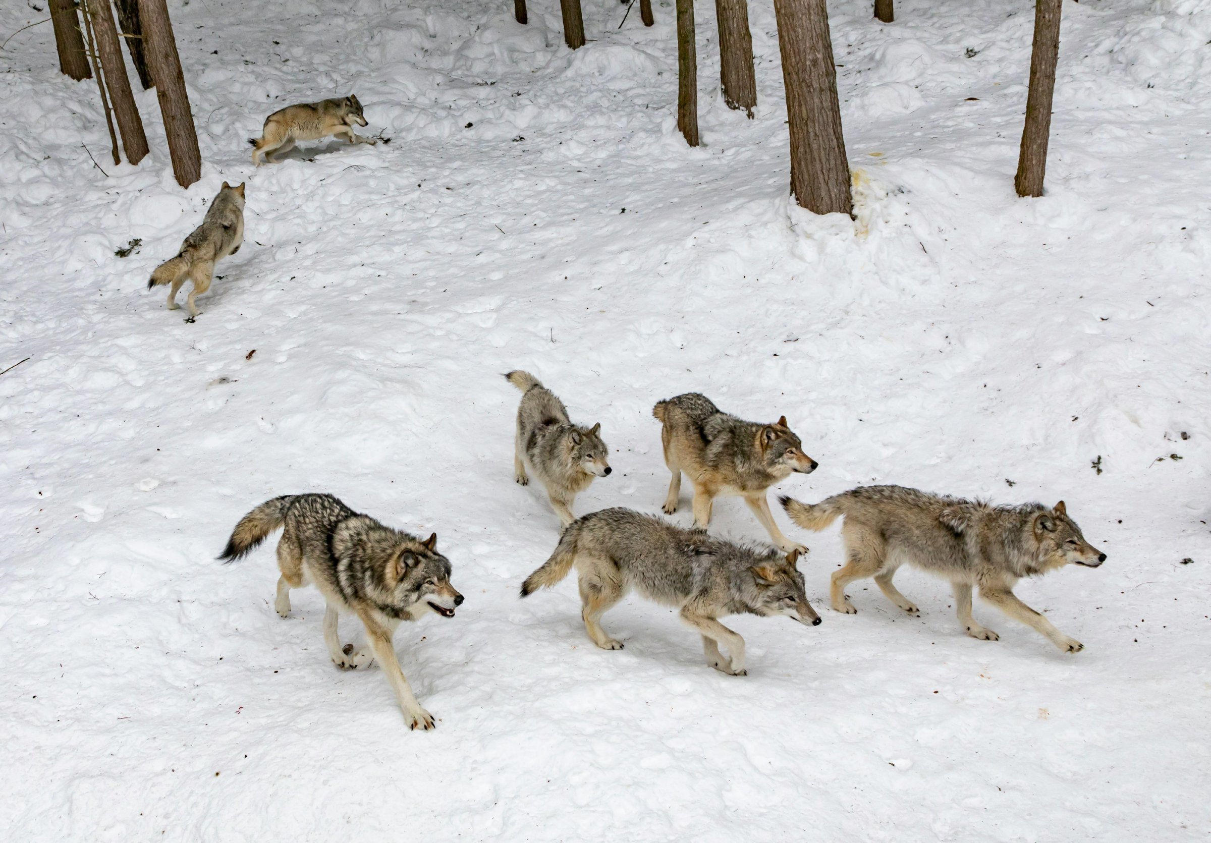 Wolves in the Classroom: Teaching Guide